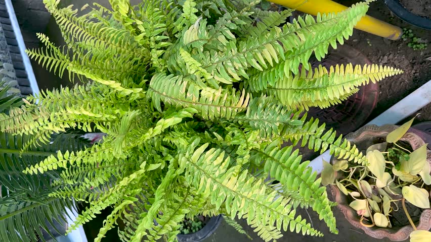 Boston tiger fern variegated leaves plant closeup Royalty-Free Stock Footage #3429206199