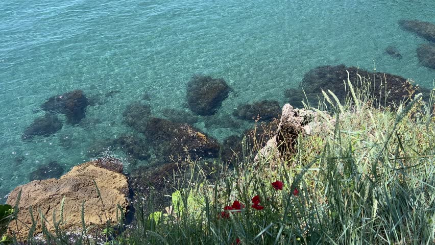 Grass and poppies flowers on rock above sea blue water.