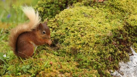 A cute Red Squirrel (Sciurus vulgaris) feeding on a mossy bank in the Highlands of Scotland.