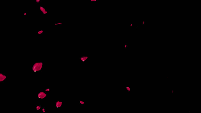 Rose petals falling can be used in various things: visual effects, motion graphics, logo reveals, etc. It already has an alpha channel (transparent background) Royalty-Free Stock Footage #3429391829