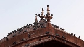 Large group of pigeons sitting on mosque during day time, Jaipur, Rajasthan, India.  
