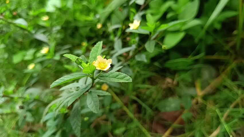 Sida rhombifolia wild plants in the yard Royalty-Free Stock Footage #3429409951