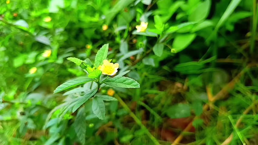 Sida rhombifolia wild plants in the yard wind breeze Royalty-Free Stock Footage #3429410409