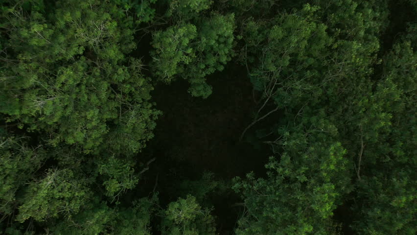Flying up over a Rubber Trees,rubber plantation. Dark green tone, aerial zoom out shot. Royalty-Free Stock Footage #3429415395