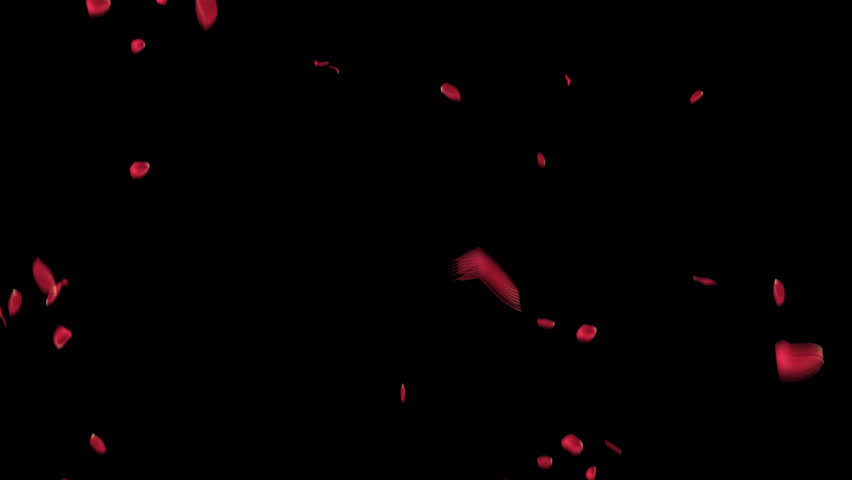 Rose petals falling can be used in various things: visual effects, motion graphics, logo reveals, etc. It already has an alpha channel (transparent background) Royalty-Free Stock Footage #3429500371