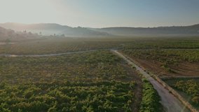The vineyards fields in Lliber village, Alicante,  Costa Blanca, Spain - stock video