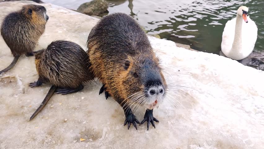 A close-up view of a river nutria on the river bank
