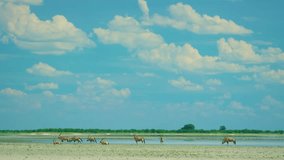 wide angle shot of a herd of Gemsboks in Namibia.