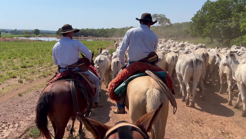 Beautifull horse vision  of nellore intensive beef cattle on tropical climate. High intensive grass project on Brazil