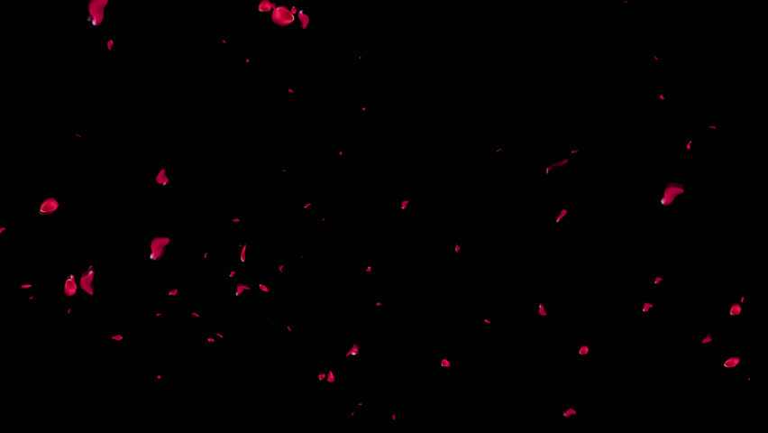 Rose petals falling can be used in various things: visual effects, motion graphics, logo reveals, etc. It already has an alpha channel (transparent background) Royalty-Free Stock Footage #3429594521