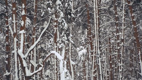 Winter. Pine snow-covered forest