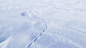 Animal tracks in the snow. Footprints in the snow. Snow texture - Powered by Shutterstock - Get 15% off with code: PIKWIZARD15