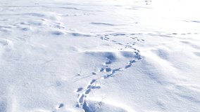 Tracks of wild animals in the snow. Rabbit tracks in the snow. Follow the trail. Footprints. - Powered by Shutterstock - Get 15% off with code: PIKWIZARD15