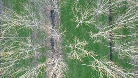 Aerial video documentation of a young poplar plantation in the winter season