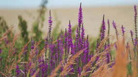 Colorful blooming purple flowers and green and withered weeds and grasses in the parallax video.