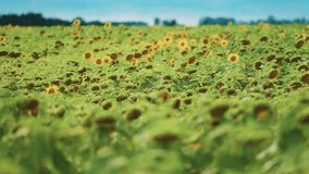 A farm field full of ripe and still blooming sunflowers under the blue sky. Parallax video. Bokeh background.