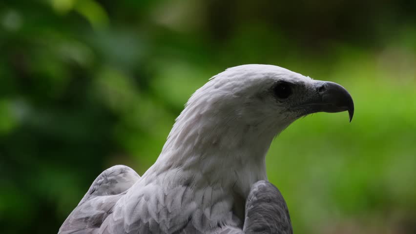 Seen fron it's back looking up and around, White-bellied Sea Eagle Haliaeetus leucogaster, Philippines
