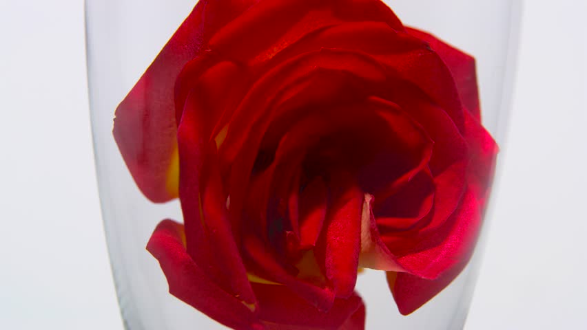 Rosebud in a glass fills with champagne. White background. Close up