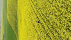 Vertical video. Runner in the picturesque rapeseed field. Aerial view.