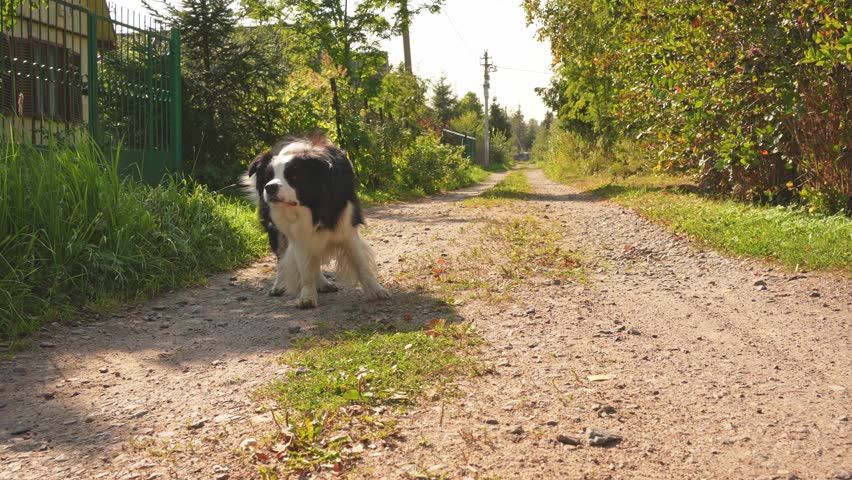 Pet activity. Funny puppy dog border collie catching toy in air walking in park outdoor. Dog playing with flying disk ring jumping running in nature. Sports activity with dog in park outside
