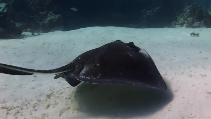 Close-up southern stingray swimming on underwater sandy floor in Caribbean Sea. Stingrays are bottom feeders, which means they spend most of their time searching for food along sea floor.