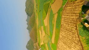 Vertical video. FPV flight over picturesque fields in North Vietnam.