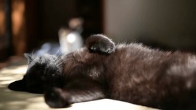 A black cat taking a nap and an old tabby cat basking in the sun - Powered by Shutterstock - Get 15% off with code: PIKWIZARD15