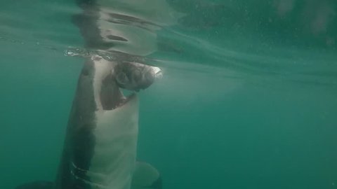 White shark breaches very close to the cage.