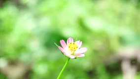 Footage of sub family cosmos caudatus flower with blurred background.