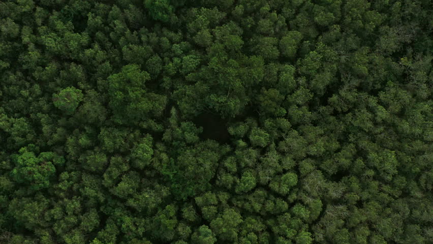 Flying up over a Rubber Trees,rubber plantation. Dark green tone, aerial zoom in shot. Royalty-Free Stock Footage #3429837045