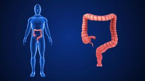 Human Organ large intestine 3d rendered video clip