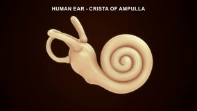 Anatomy of Human Ear crista of ampulla 3d rendered video clip
