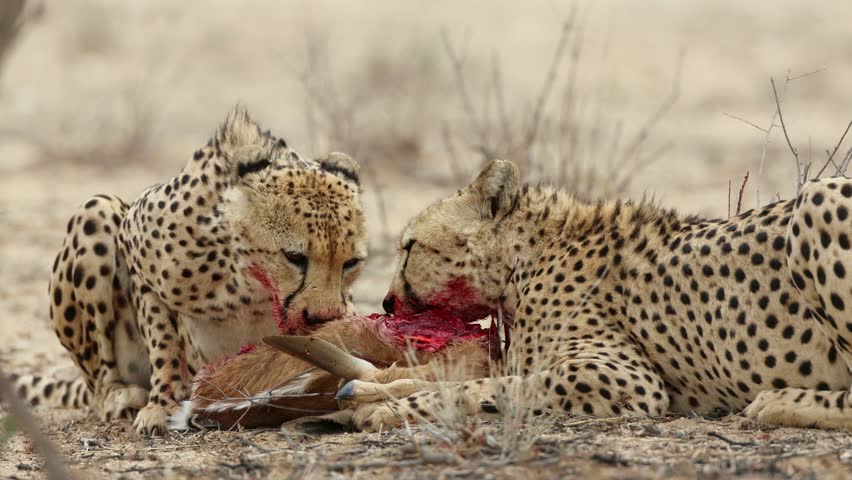 Two cheetahs (Acinonyx jubatus) feeding on their prey, Kalahari desert, South Africa