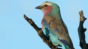Close-up of a lilac-breasted roller (Coratias caudata) on a branch, Kruger National Park, South Africa