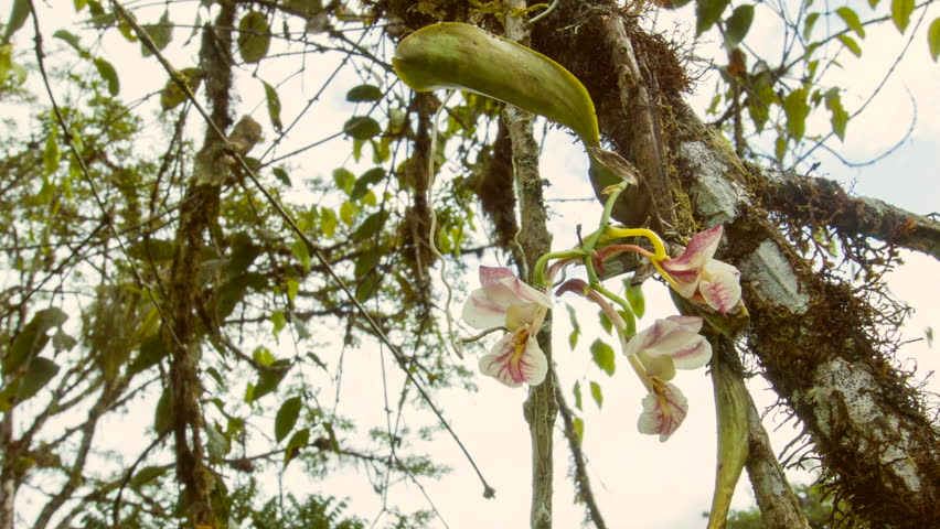 Trichopilia fragrans фото