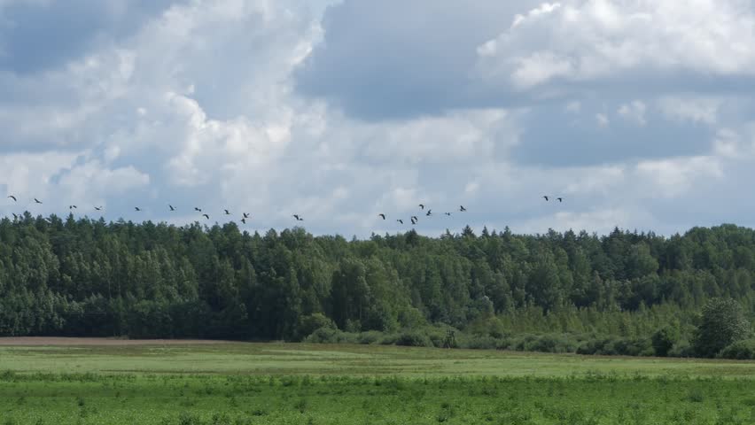 A flock of cranes flies over the green field in search of food.