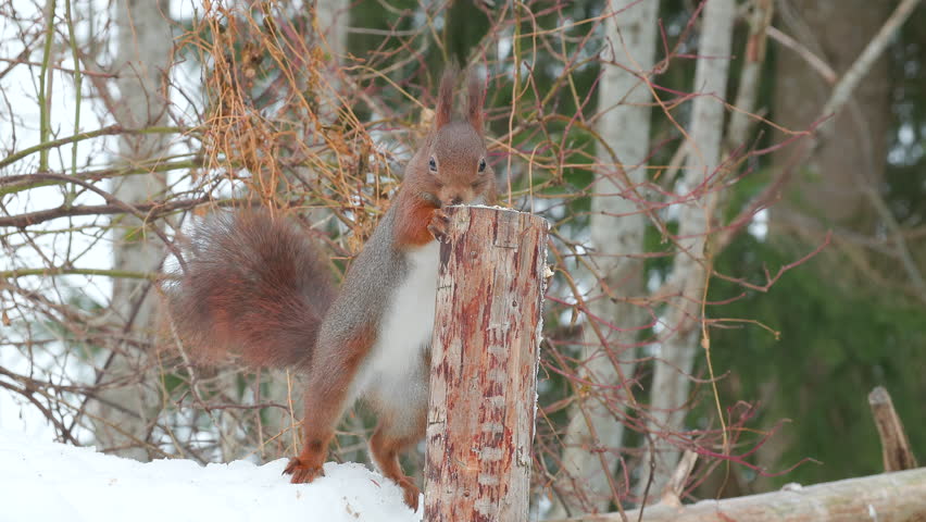red squirrel animal standing feed tree stump fast moving head watching natural world norway
