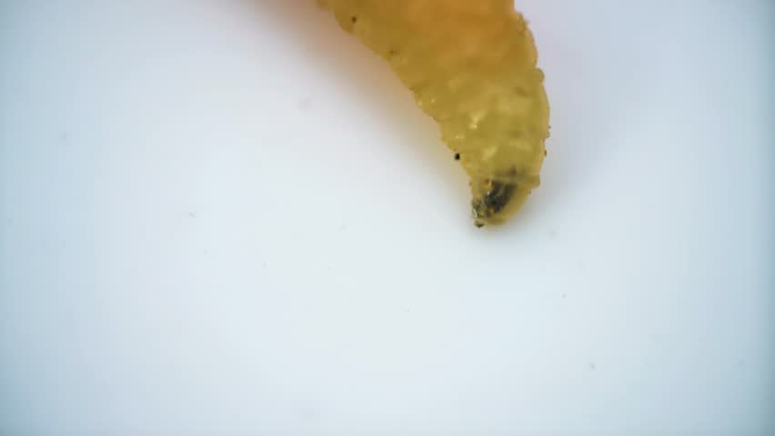 Larva of Blue meat fly, blue bottle fly (Calliphora), maggot on white background. This movable bag moves with help of hooks and body contractions and eats rotting plants and corpses (necrophage)