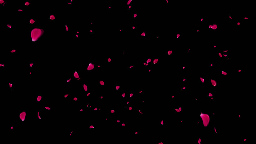 Rose petals falling can be used in various things: visual effects, motion graphics, logo reveals, etc. It already has an alpha channel (transparent background) Royalty-Free Stock Footage #3430054537