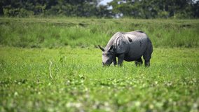 Great indian rhinoceros or one horned rhinoceros grazing and Playing in the mud in kaziranga national park in indian assam.