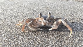 Beach crabs are popping bubbles in the sand