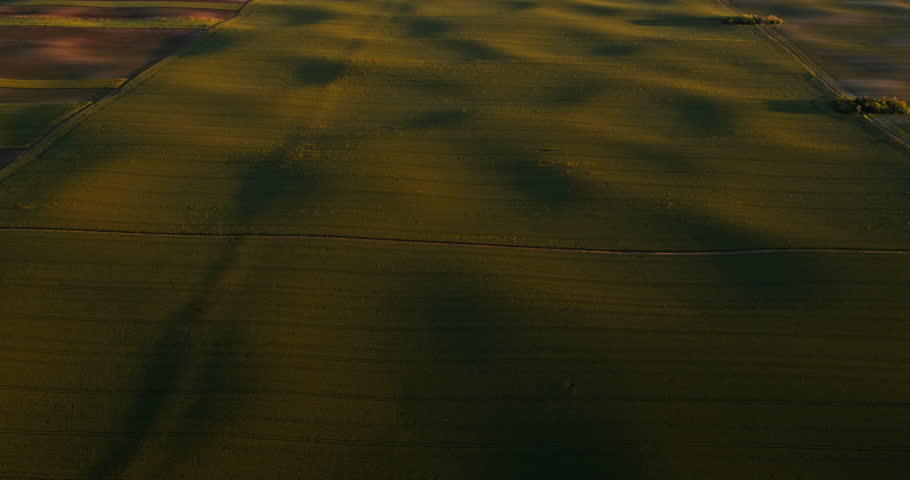 Golden sunset illuminates industrial corn field from above