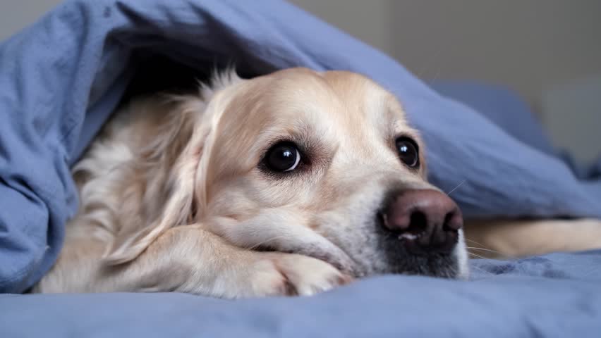 Cute dog lying on a bed in a sleeping room. A golden retriever lies under a warm blanket and looks at the camera. Concept of pets sleeping on beds with people Royalty-Free Stock Footage #3430116253