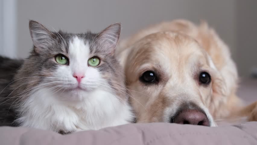 A cat and a dog lying together on a bed. Pets sleeping on a cozy plaid. Caring for animals. Love and friendship of a kitten and a puppy.