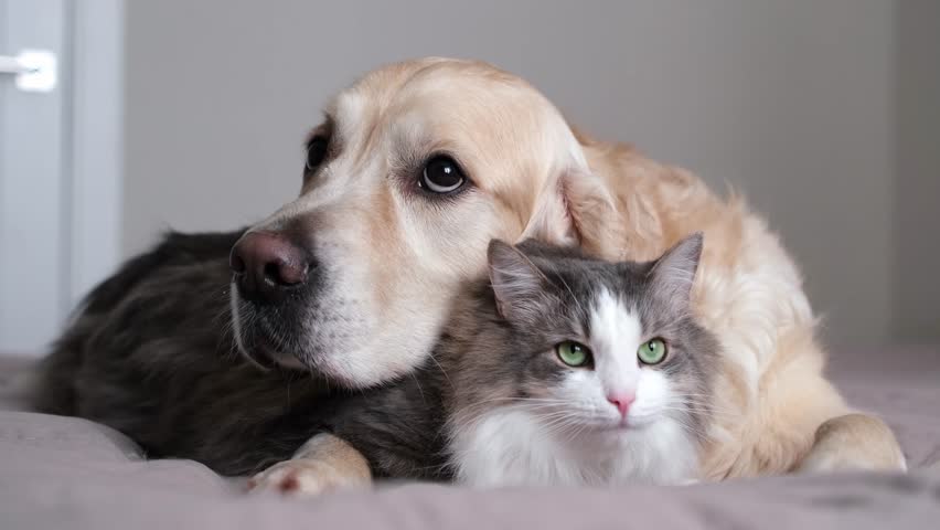 A cat and a dog lying together on a bed. Pets sleeping on a cozy plaid. Caring for animals. Love and friendship of a kitten and a puppy. Royalty-Free Stock Footage #3430116429