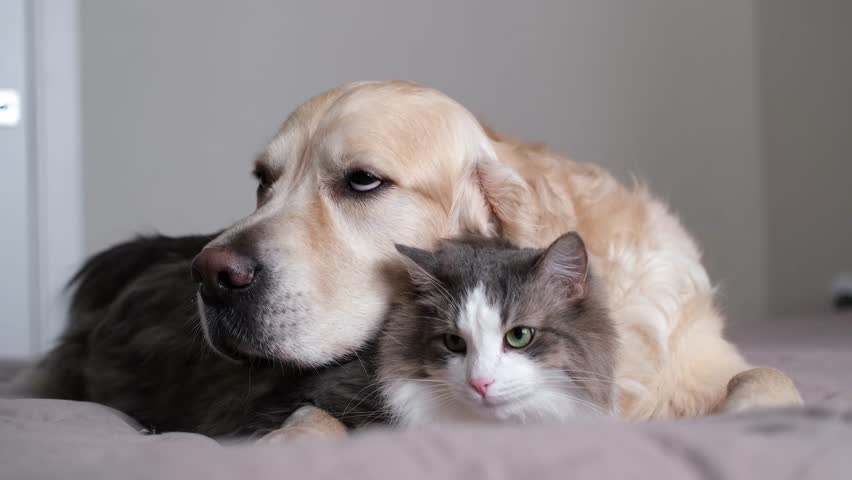 A cat and a dog lying together on a bed. Pets sleeping on a cozy plaid. Caring for animals. Love and friendship of a kitten and a puppy. Royalty-Free Stock Footage #3430116555