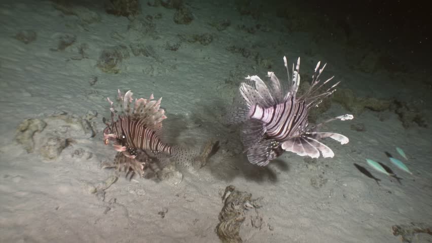 Striped lionfish, charismatic species in underwater world of Red Sea. Clean and transparent water of Red Sea unveils beautiful fish. Clean, clear waters showcase beauty of fish.