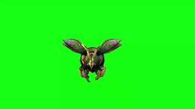 Dangerous honey queen bee green screen or chroma key video clips