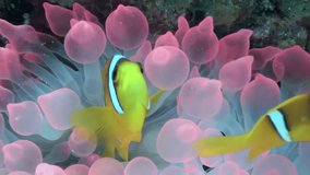 Dive into stunning underwater world of clown fish and sea anemone in Red Sea. Discover enchanting underwater realm of Red Sea. Close-up.