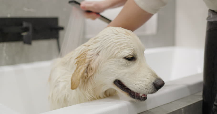 An owner gives a golden retriever a bath. Caring for your beloved pet Royalty-Free Stock Footage #3430142439